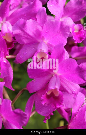 Impeccabile, bello, stupefacente coltivato cattleya porcia Orchid fiore pianta che cresce nel giardino dei fiori. Foto Stock