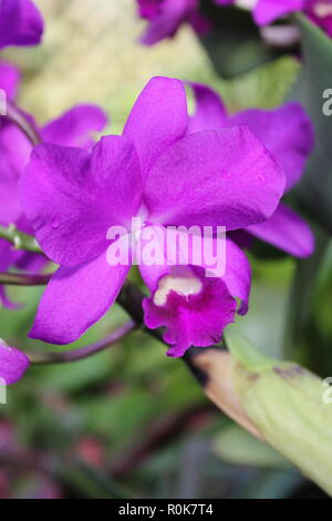 Impeccabile, bello, stupefacente coltivato cattleya porcia Orchid fiore pianta che cresce nel giardino dei fiori. Foto Stock