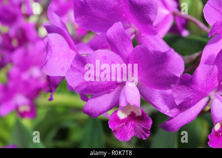 Impeccabile, bello, stupefacente coltivato cattleya porcia Orchid fiore pianta che cresce nel giardino dei fiori. Foto Stock