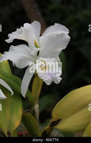 Impeccabile, bello, stupefacente coltivato Cattleya Orchid pianta fioritura che cresce nel prato soleggiato. Foto Stock