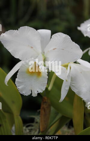 Perfetta, bella, stupefacente coltivata Cattleya Orchid pianta fioritura che cresce nel giardino dei fiori. Foto Stock