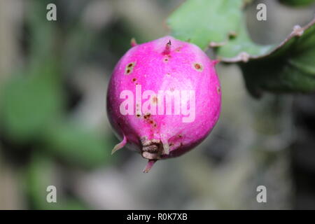 Impeccabile, bello, stupefacente coltivato Epiphyllum ricci orchidee cactus gemme che crescono nel prato soleggiato. Foto Stock