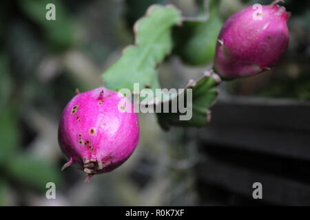 Impeccabile, bello, stupefacente coltivato Epiphyllum ricci orchidee cactus gemme che crescono nel prato soleggiato. Foto Stock