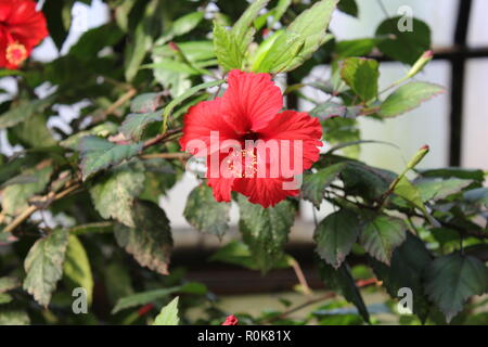 Impeccabile, bello, stupefacente ibisco hawaiano coltivato, Hibiscus rosa-sinensis, piante di fiore che crescono nel giardino dei fiori. Foto Stock