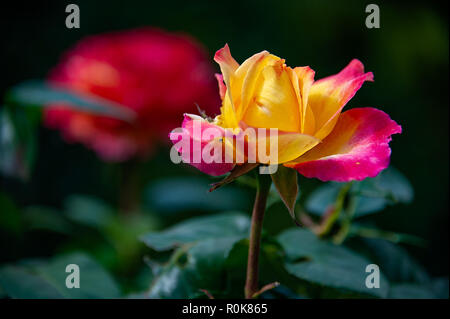 Bella rosa gialla con punte di colore rosa. Bella rosa gialla con bordo rosa petali su sfondo sfocato. Foto Stock