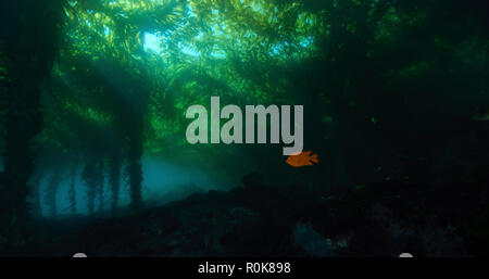 Foresta di Kelp (macrocystis), Isole San Benito, Baja California, Messico. Foto Stock