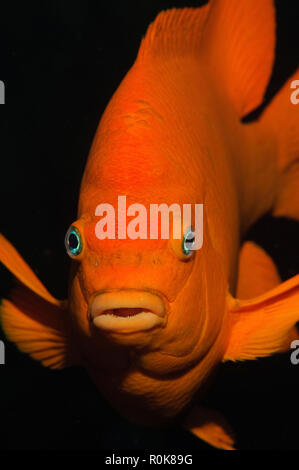 Girabaldi, Islas San Benito, Baja California, Messico. Foto Stock