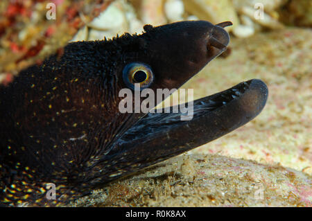 Moray eel, Cala Gonone, Sardegna, Italia. Foto Stock