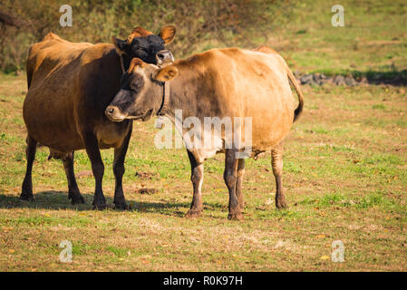 Due Jersey vacche da latte al di fuori in pascolo, con uno in appoggio il suo mento sugli altri affettuosamente Foto Stock