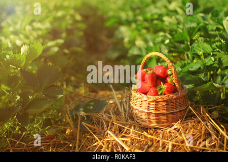 Piccolo cesto in vimini pieno di fragole, posa su un terreno di paglia, illuminata dal sole del pomeriggio, picking automatico campo di fattoria con fragola Foglie in background Foto Stock