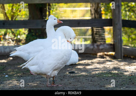 Gruppo di white oche domestiche in azienda Foto Stock