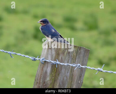 Fienile Swalllow comunemente conosciuto semplicemente come Swallow ( Hirundo rustica ) arroccato su di un palo da recinzione, Regno Unito nel mese di agosto Foto Stock