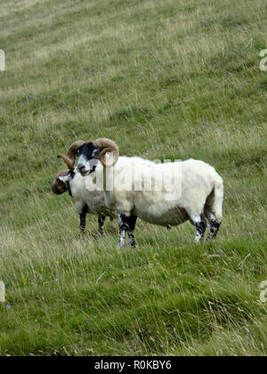 Scottish Blackface arieti, REGNO UNITO Foto Stock