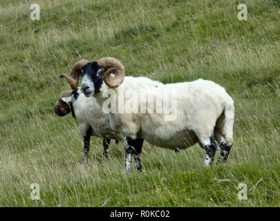 Scottish Blackface arieti, REGNO UNITO Foto Stock