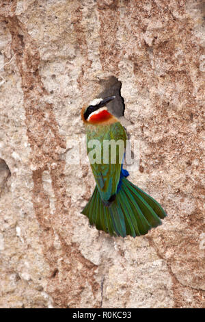 Il bianco-fronteggiata Bee-Eater, è un elemento comune del coloratissimo gruccione famiglia e trovato in gran parte dell Africa meridionale e orientale in colonie rumorose Foto Stock