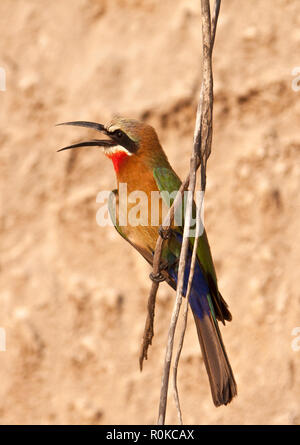 Il bianco-fronteggiata Bee-Eater, è un elemento comune del coloratissimo gruccione famiglia e trovato in gran parte dell Africa meridionale e orientale in colonie rumorose Foto Stock