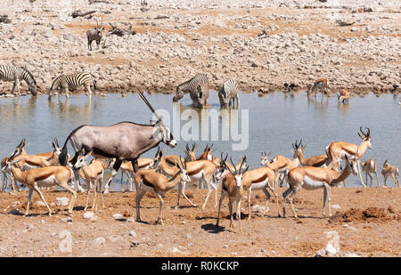 Fauna africana: una varietà di animali tra cui springbok, oryx e zebra intorno Okaukuejo Waterhole, il Parco Nazionale di Etosha, Namibia Africa Foto Stock