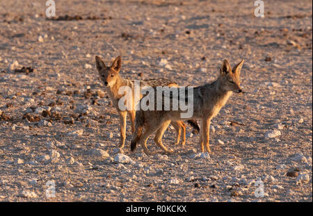 Backup nero sciacalli - una coppia di nero selvaggio appoggiato sciacalli, ( Canis mesomelas ), il Parco Nazionale di Etosha, Namibia Africa Foto Stock