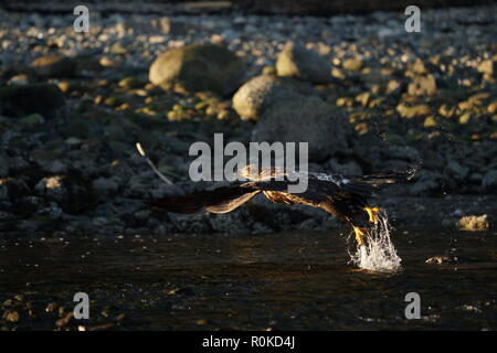 Un bambino aquila calva decollo dall acqua nella Sunshine Coast BC Canada, molto potente e maestosa Foto Stock