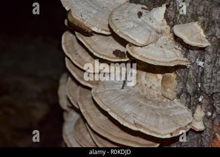 Bianco-rot fungus Trametes pubescens cresce su un moncone di marciume nei boschi. Foto Stock