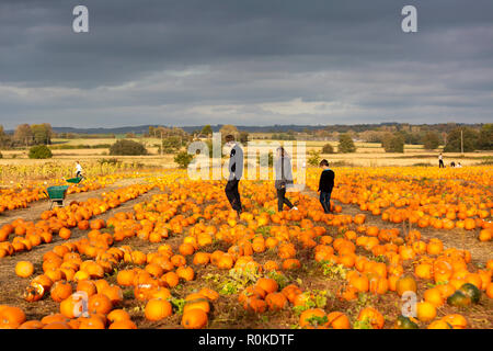 Una bella passeggiata in famiglia in un campo di zucche durante un scegliere la vostra settimana di zucca al Sevington, Ashford, Kent, Regno Unito. Foto Stock