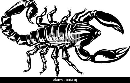 Vettore di uno Scorpione immagine su sfondo isolato Illustrazione Vettoriale