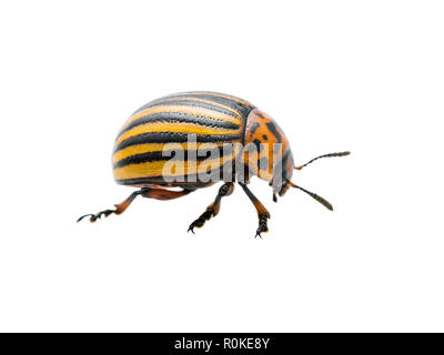 Il Colorado Potato Beetle insetto parassita isolato su sfondo bianco Foto Stock