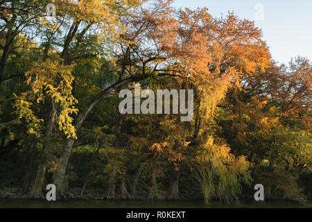 Bellissimi colori autunnali di rosso e giallo riflessa dal cipresso calvo alberi lungo le sponde di un fiume nello stato meridionale del Texas, Stati Uniti d'America. Foto Stock
