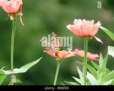 Monarch Butterfly impollinando un fiore rosa in un giardino di Margherite e fiori selvatici Foto Stock
