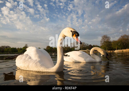 Una coppia di cigni al bordo del lago in Hyde Park di Londra, Inghilterra Foto Stock