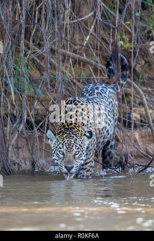 Una femmina adulta jaguar, Panthera onca, prendendo un drink sulla sponda del Rio Tres Irmao, Mato Grosso, Brasile. Foto Stock