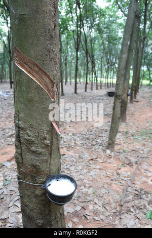 Il lattice in nero a tazza di gomma di piantagione di alberi in Khon Kaen provincia in Thailandia. Foto Stock
