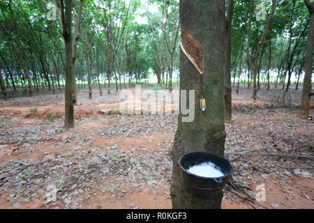 Il lattice in nero a tazza di gomma di piantagione di alberi in Khon Kaen provincia in Thailandia. Foto Stock