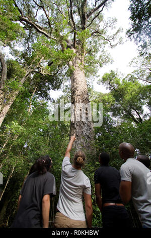 Gruppo staring fino al grande albero in Tsitsikamma Foto Stock