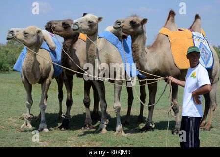 I cammelli bactrian per i turisti a cavallo nella steppa, Astrakhan, Russia Foto Stock