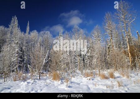 Paesaggio invernale con boschi innevati in inverno sotto il cielo blu scuro in Siberia, Russia Foto Stock