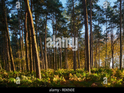 Alberi di pino e bracken su Leith Hill. Coldharbor, Surrey, Inghilterra. Foto Stock