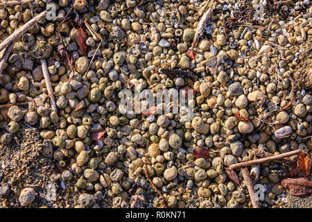 La ghiaia lavata fino sulla spiaggia tutto il Lough Ennell, Mullingar, Irlanda Foto Stock