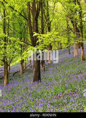 La molla bluebells in sala Bransdale boschi Foto Stock