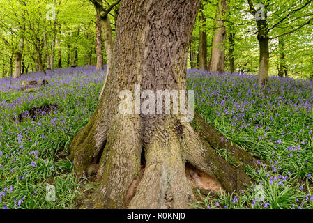 La molla bluebells in sala Bransdale boschi Foto Stock