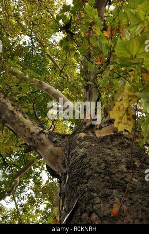 Vista dal basso di una grande quercia secolare in autunno. In verticale Foto Stock