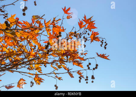 Rami di albero piano con rosso e marrone e foglie di autunno e semi contro uno sfondo di cielo blu Foto Stock