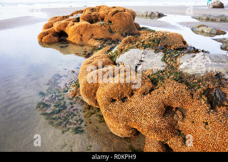 Nido worm (Sabellaria alveolata) sulle rocce esposte a bassa marea a Welcombe bocca. West Coast, North Devon Foto Stock