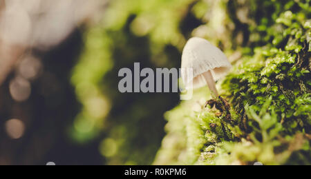 Macrolepiota procera, a ombrello a forma di fungo presente sul verde e muschio umido Foto Stock