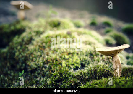 Testa a fungo di piccole dimensioni in primo piano con un altro fungo in background tra il verde muschio Foto Stock