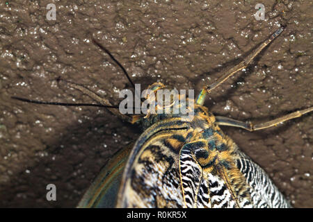 Farfalla civetta in zoo casa ben riscaldata. Foto Stock