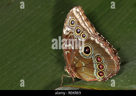 Farfalla civetta in zoo casa ben riscaldata. Foto Stock