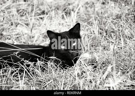 Bellissimo gatto nero di sole nel sottobosco Foto Stock