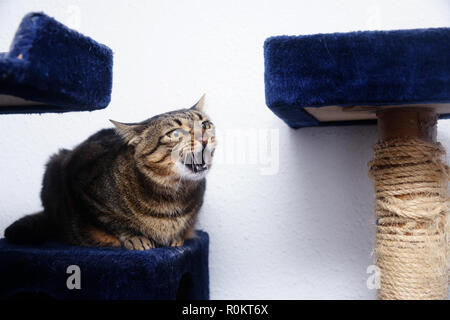 Arrabbiato tabby cat su cat tree Foto Stock