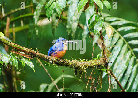 Azzurro kingfisher (Ceyx azureus) seduto su un ramo, foresta pluviale a Milaa Milaa cade, Queensland, Australia Foto Stock